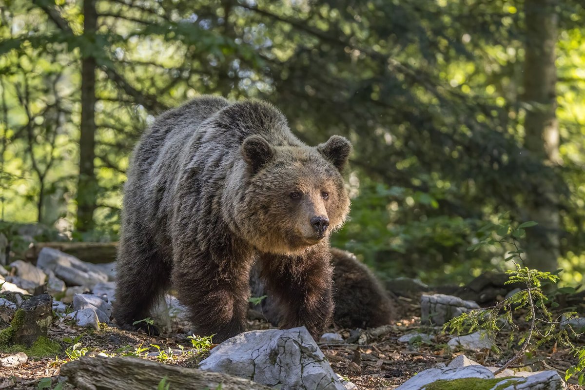 Slovensko usmrtilo vlani 213 medveďov. Zmiernenie ochrany žiada v EÚ s Rumunskom, podporilo ho aj Česko