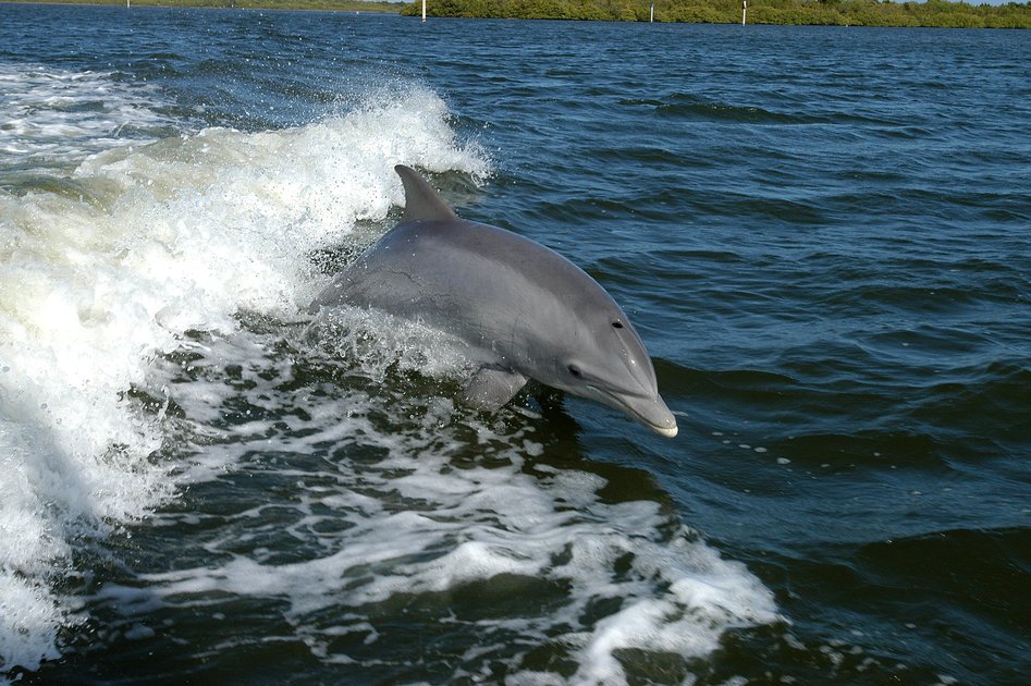 Japonsko evakuuje 260 tisíc lidí před tajfunem Dolphin