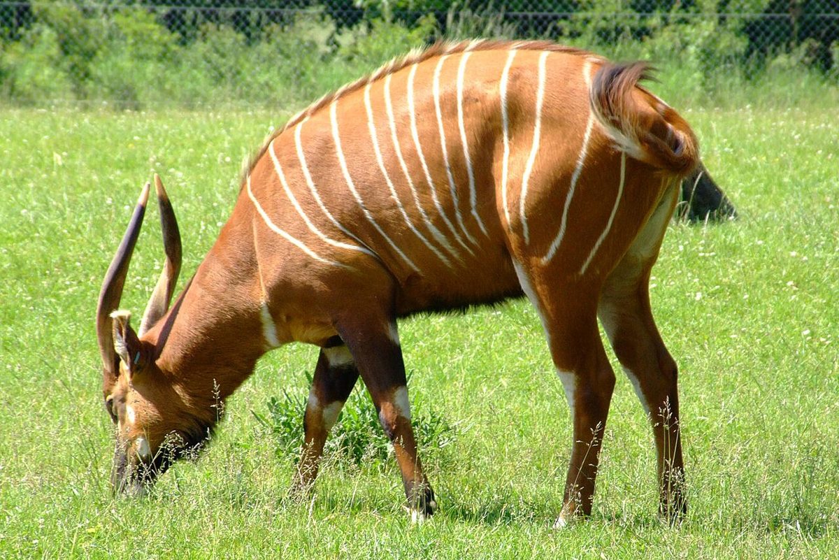 Antilopa bongo