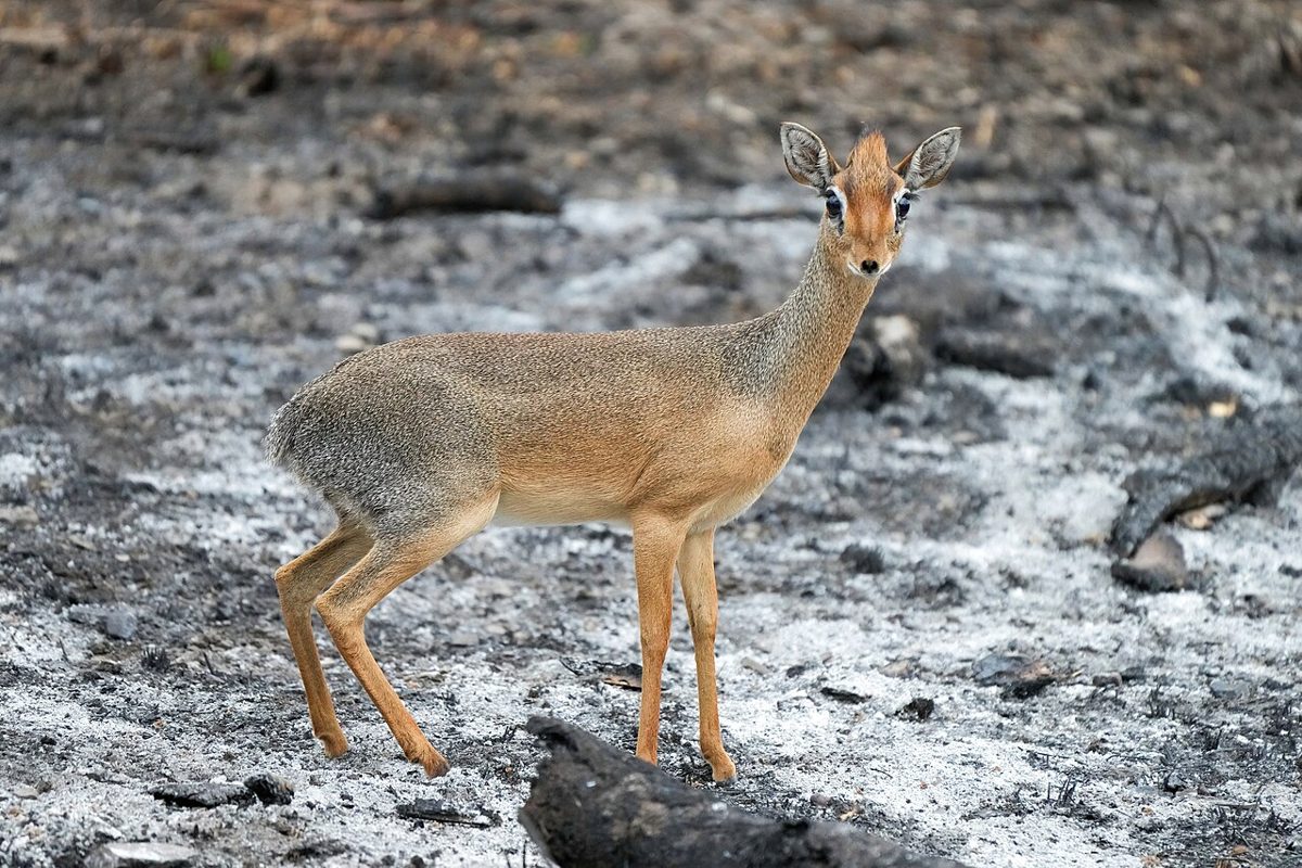 Dikdik Kirkov