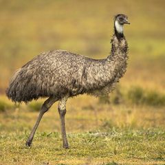 Emu hnedý