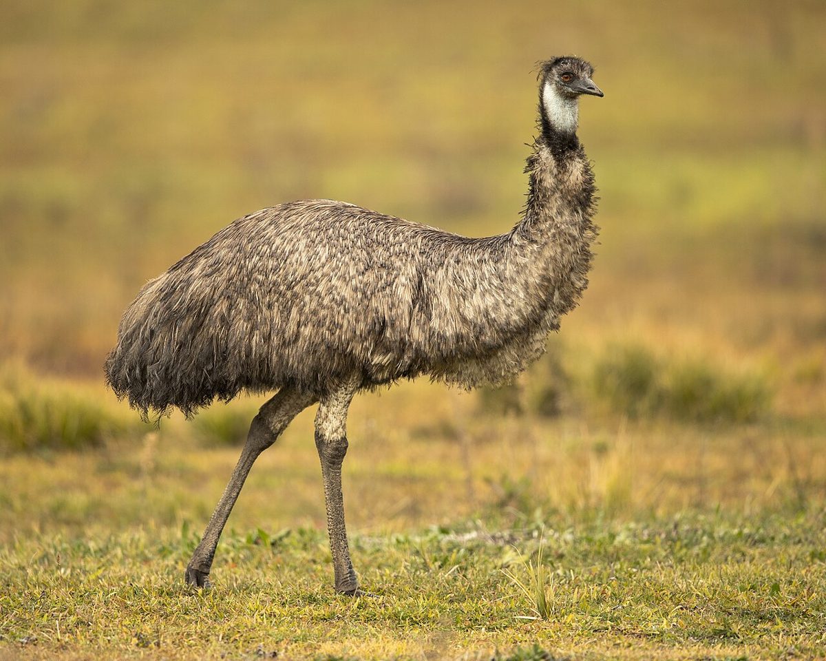 Emu hnedý