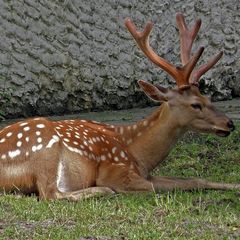 Jeleň sika Dybowského