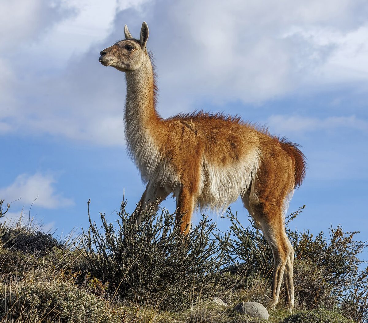 Lama huanako