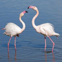 Plameniaky