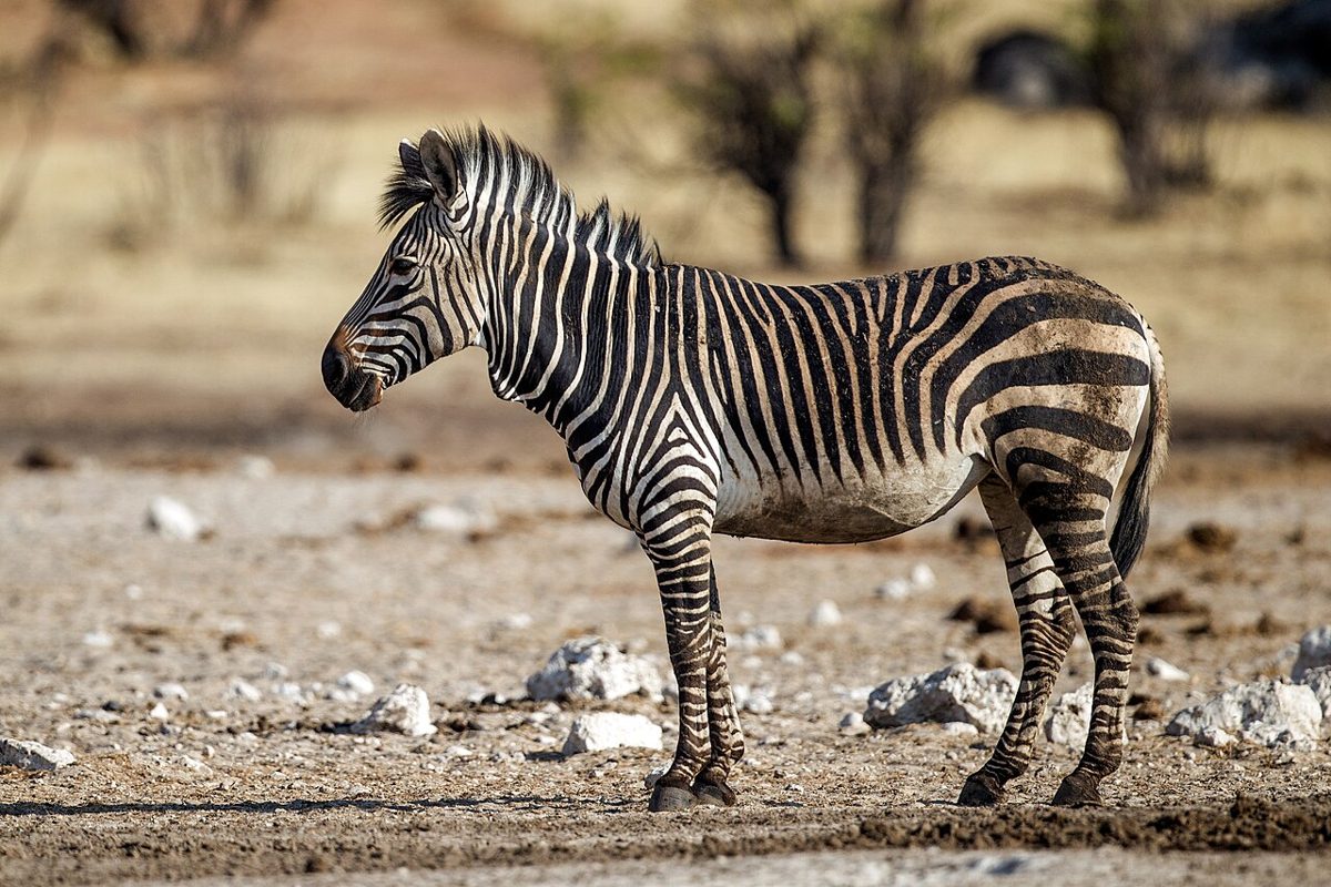 Zebra Hartmannovej
